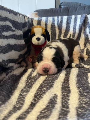 CHIOT collier rose clair