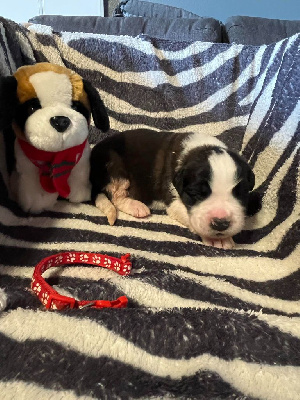 CHIOT collier rouge