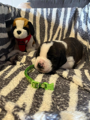 CHIOT collier vert clair