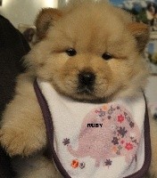 CHIOT Collier rose Ruby