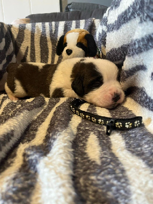 CHIOT collier noir