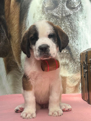 CHIOT