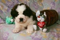 Chiot collier rouge 