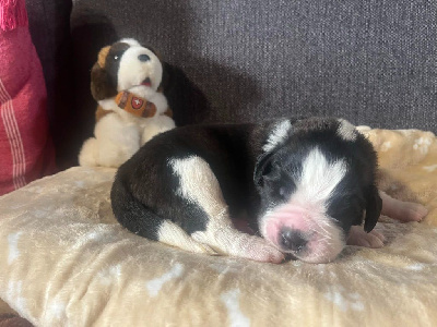 CHIOT