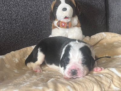 CHIOT collier noir