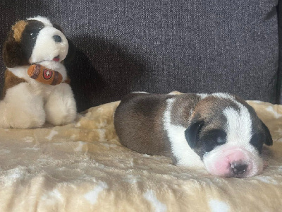 CHIOT collier rose pale