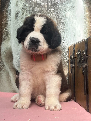 CHIOT collier vert foncé