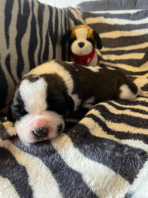 CHIOT bébé moustache