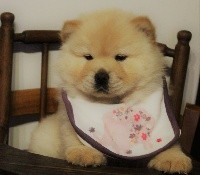 CHIOT Collier vert Mishka