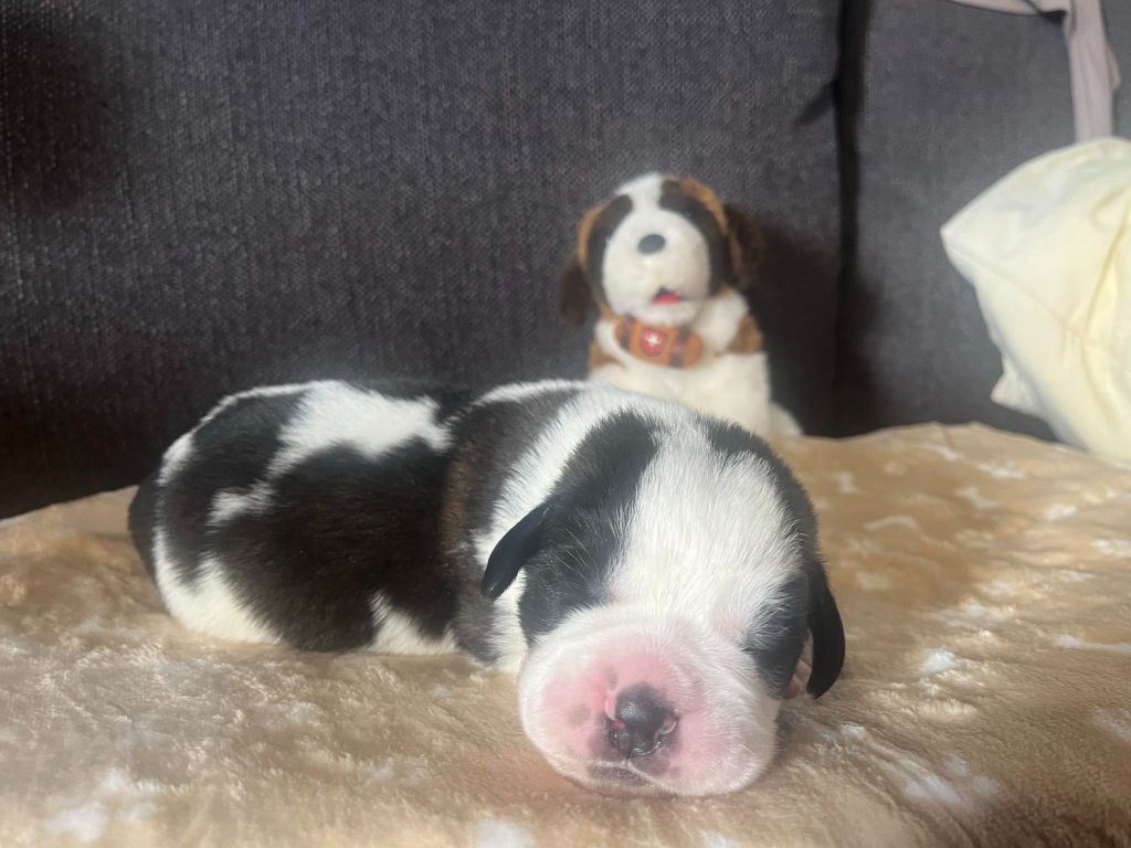 CHIOT sans collier 