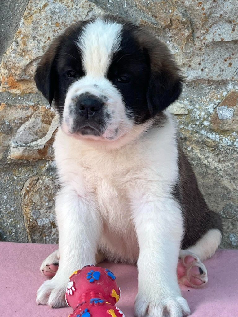 Des Montagnes Ensablées - Chiots disponibles - Chien du Saint-Bernard