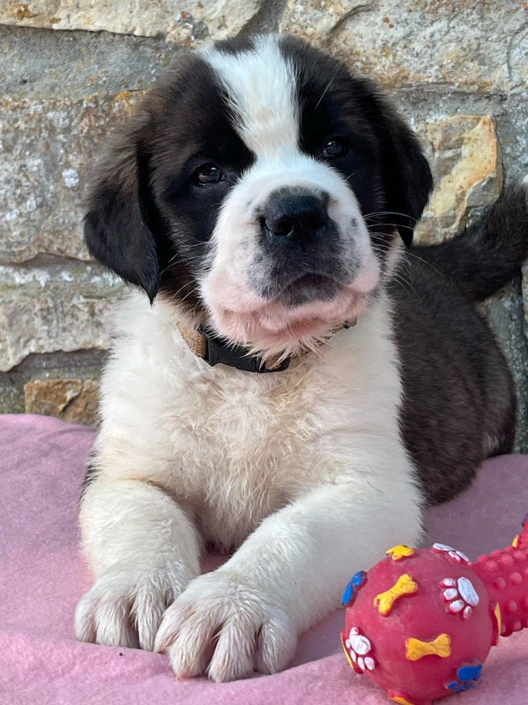 Des Montagnes Ensablées - Chiots disponibles - Chien du Saint-Bernard