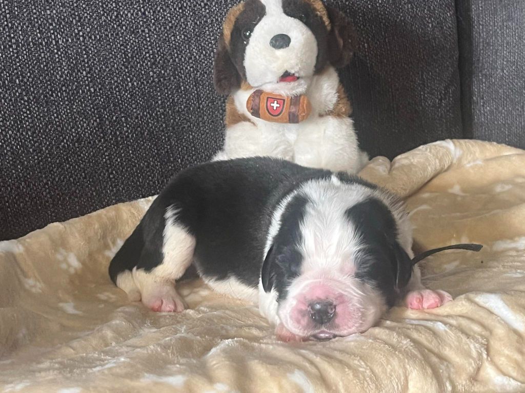 CHIOT collier noir