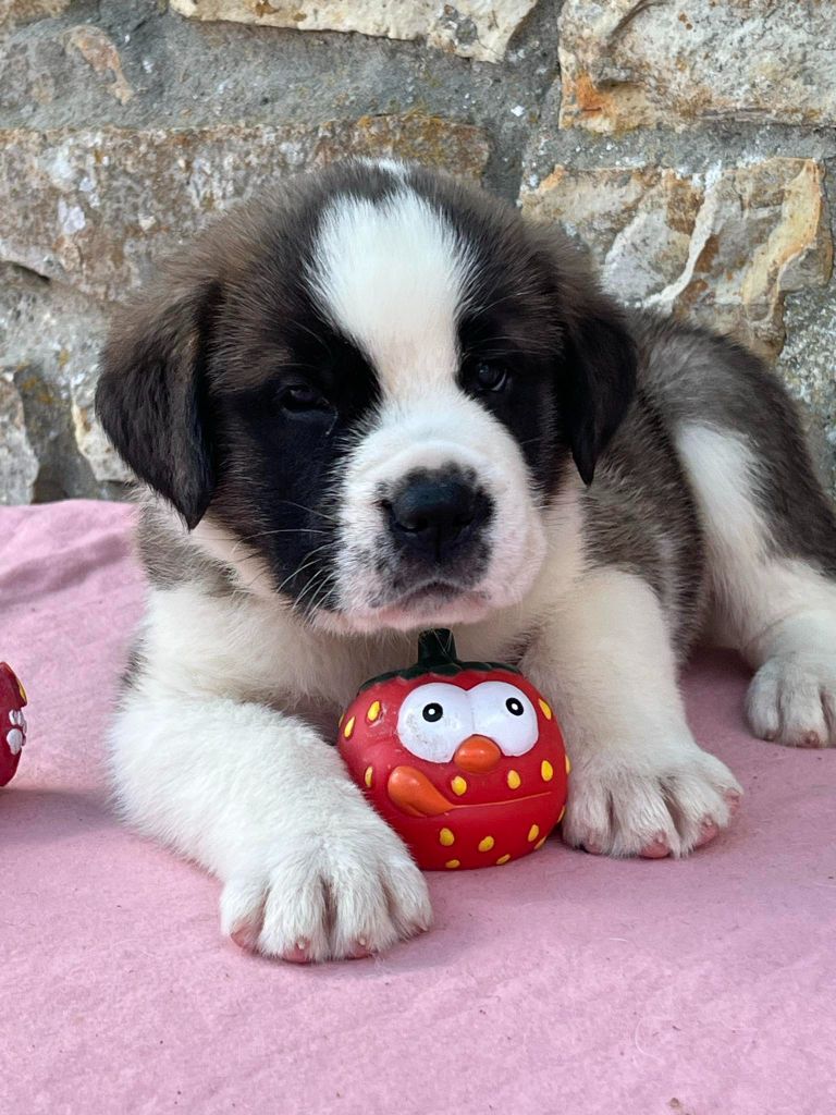 Des Montagnes Ensablées - Chiots disponibles - Chien du Saint-Bernard