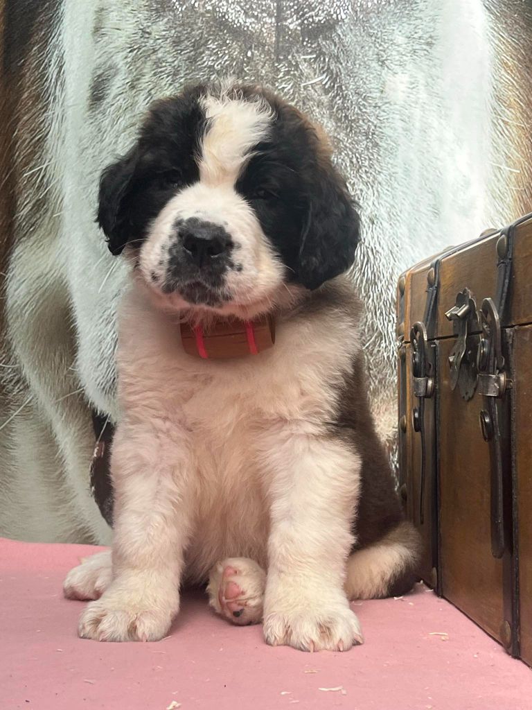 Des Montagnes Ensablées - Chiots disponibles - Chien du Saint-Bernard