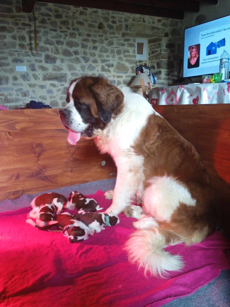 Chiot Chien du Saint-Bernard Des Montagnes Ensablées
