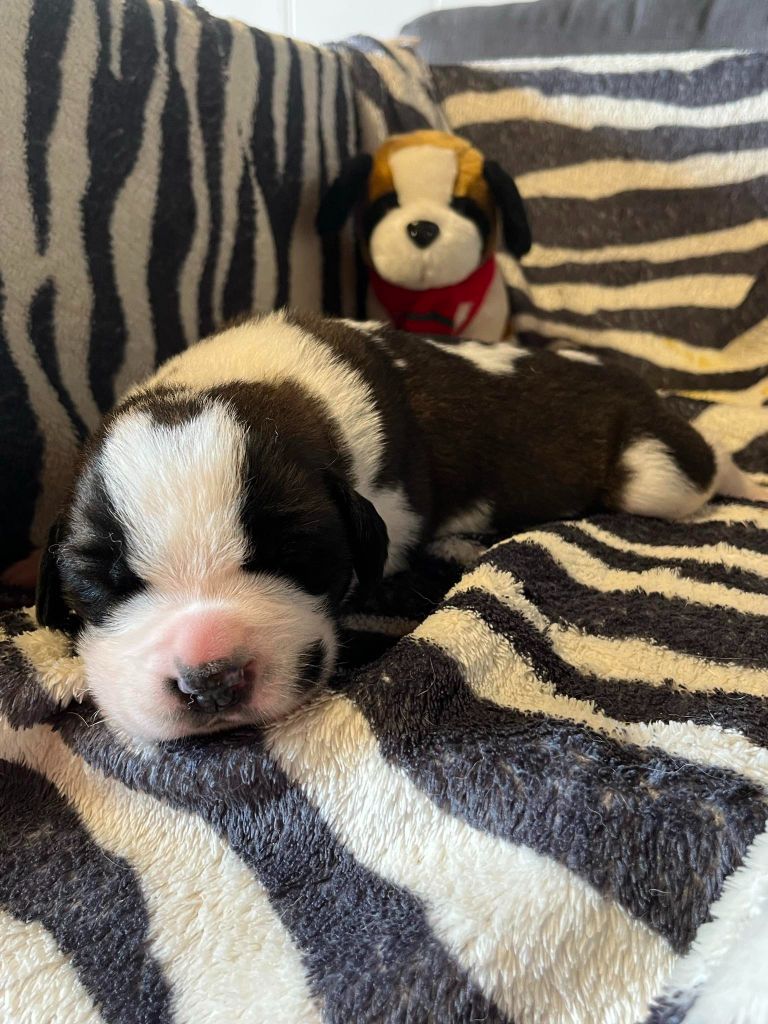 Des Montagnes Ensablées - Chiots disponibles - Chien du Saint-Bernard
