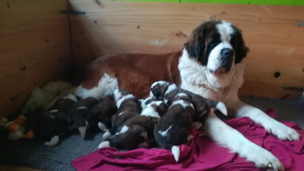 Des Montagnes Ensablées - Chien du Saint-Bernard - Portée née le 14/02/2019