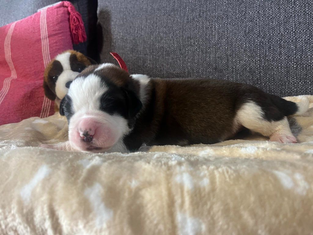 CHIOT collier rouge